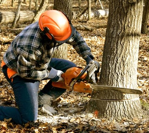 Tree Removal in Tenants Harbor, ME